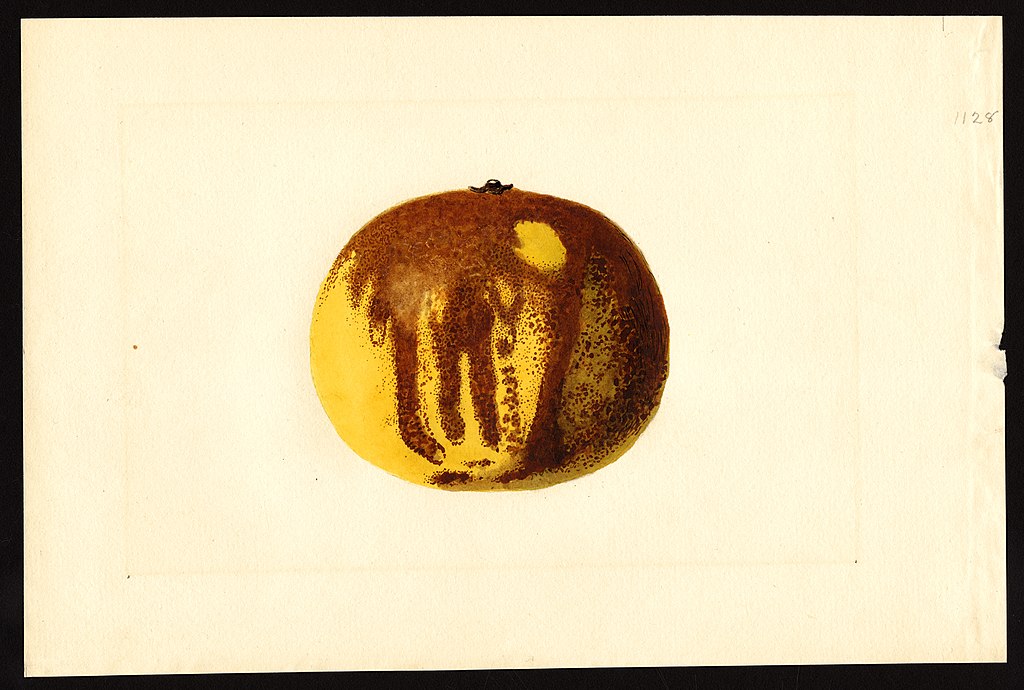 B032: Berliner grapefruit – Florida Weisse